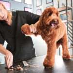A Guide to All-in-One Dog Grooming Software Solutions