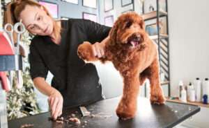 A Guide to All-in-One Dog Grooming Software Solutions